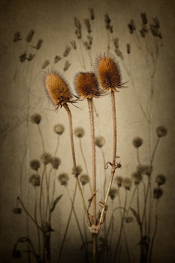 Earthy Dried Thistles by Rob Olivier — canvas wall art
