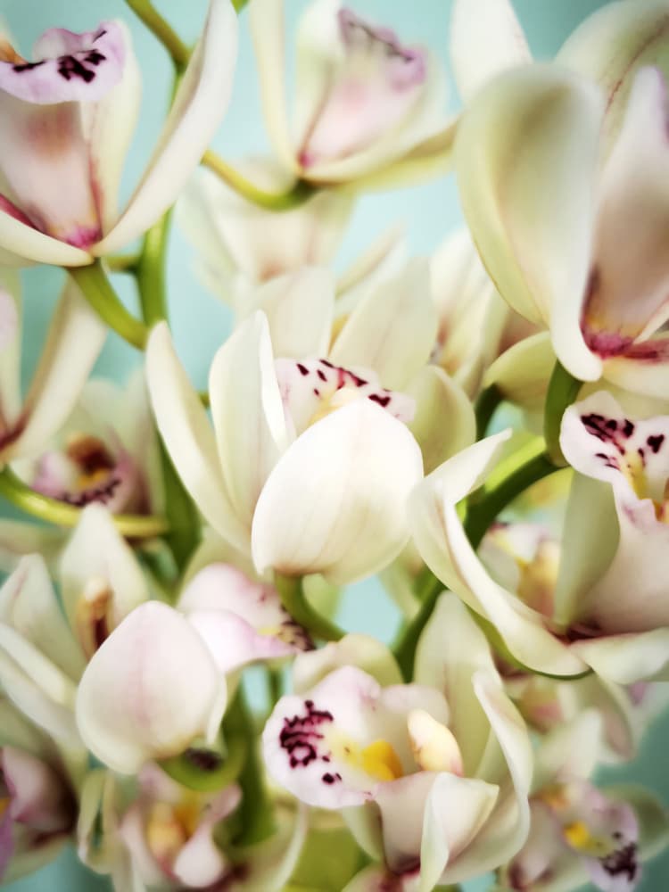 Elegant Orchid Blooms by Angelo Cerantola — canvas wall art