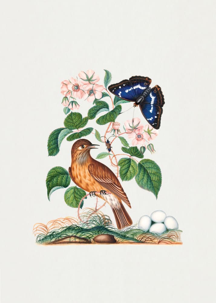 Flycatcher by James Bolton — canvas wall art