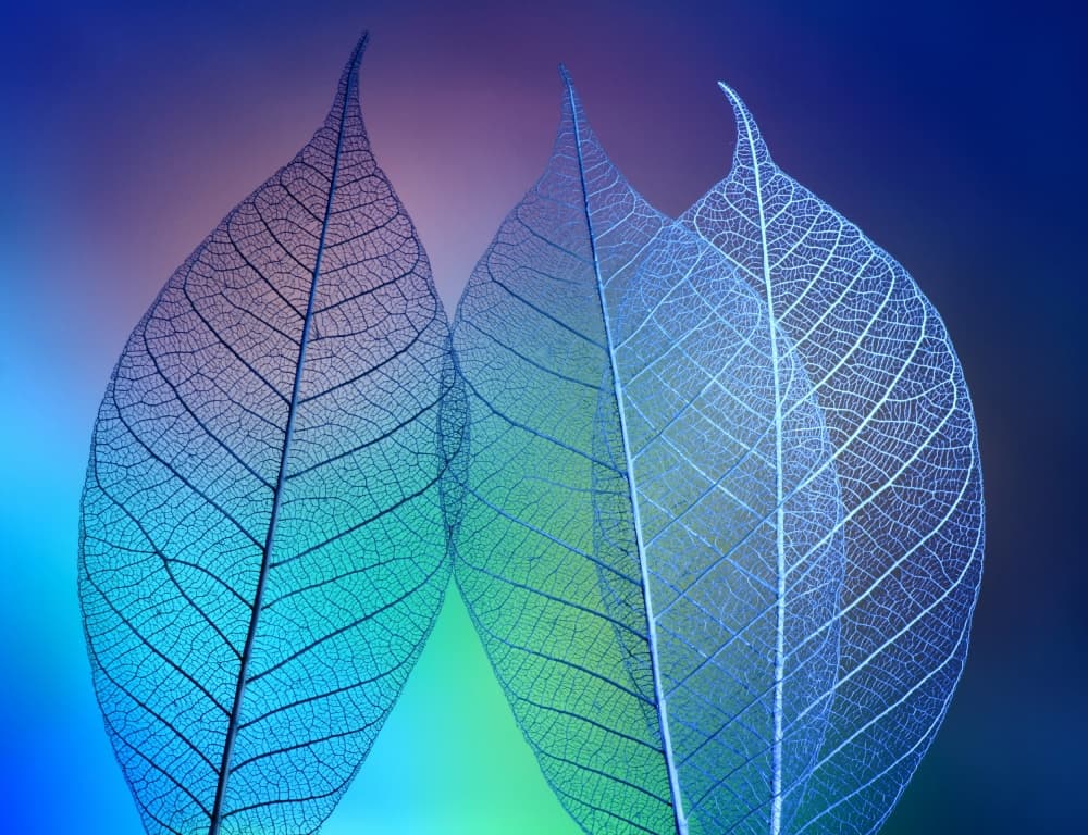 Vibrant Leaf Skeletons