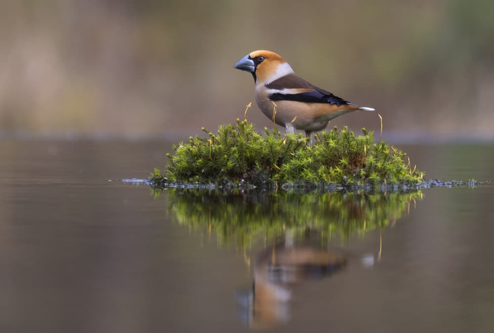 Hawfinch Reflecting Water by Shlomo Waldmann — canvas wall art