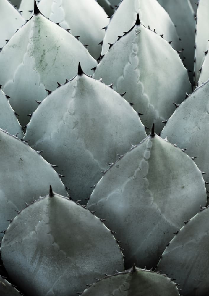 Agave Symmetry by Shot by Clint — canvas wall art