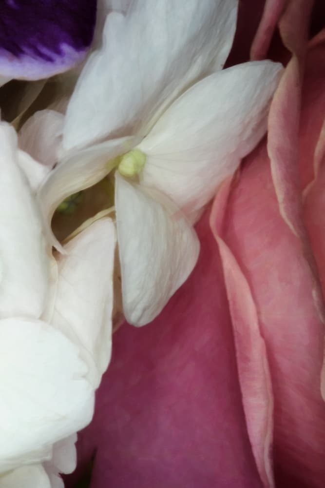 Gentle Floral Close-up by Lynann Colligan — canvas wall art