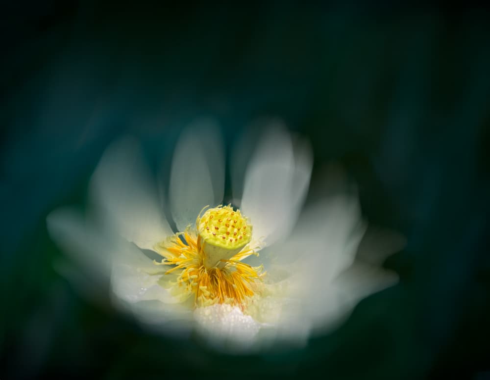 Serene White Lotus by Yanny Liu — canvas wall art