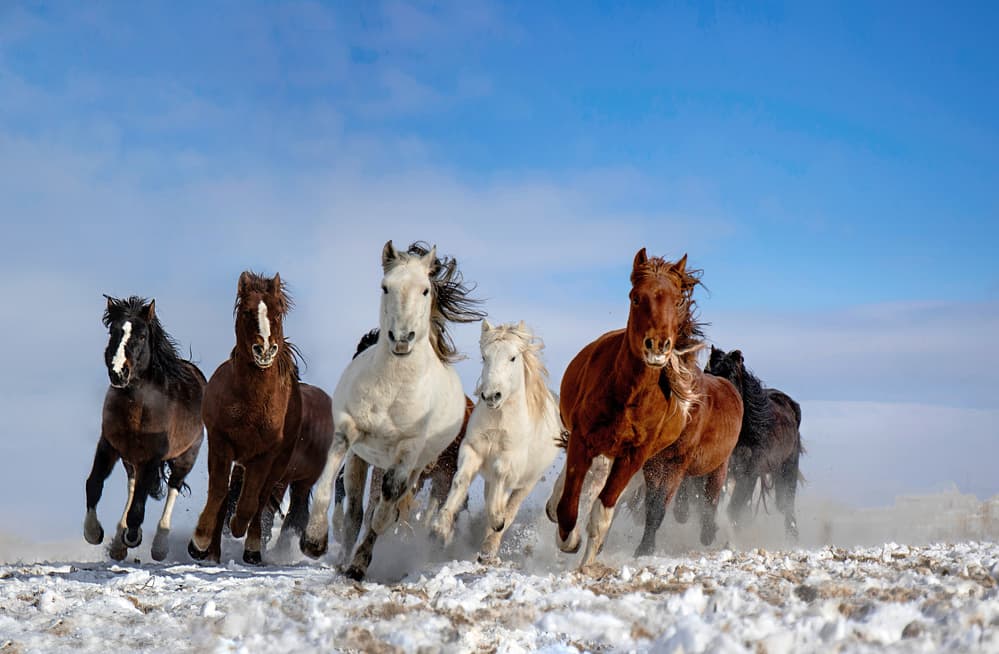 Wild Horses Galloping by Libby Zhang — canvas wall art