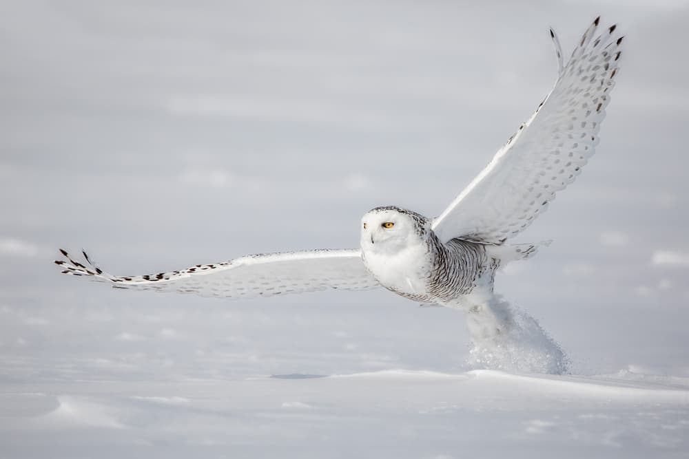 Snowy Owl Takes Flight by Alessandro Catta — canvas wall art