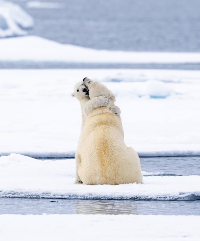 Arctic Mother Cub Embrace by Manish Nagpal — canvas wall art