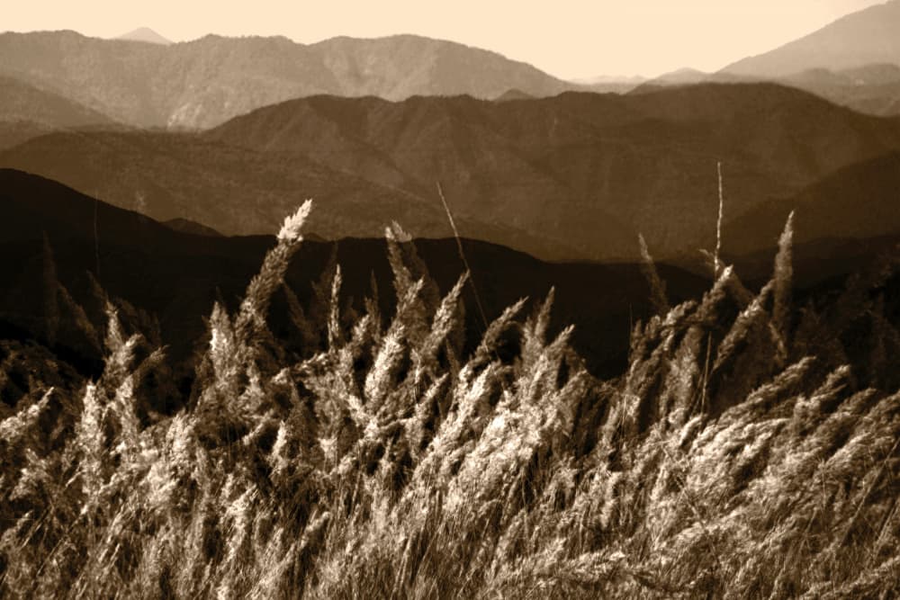 Sepia Mountain Grass by Christina Sillen — canvas wall art