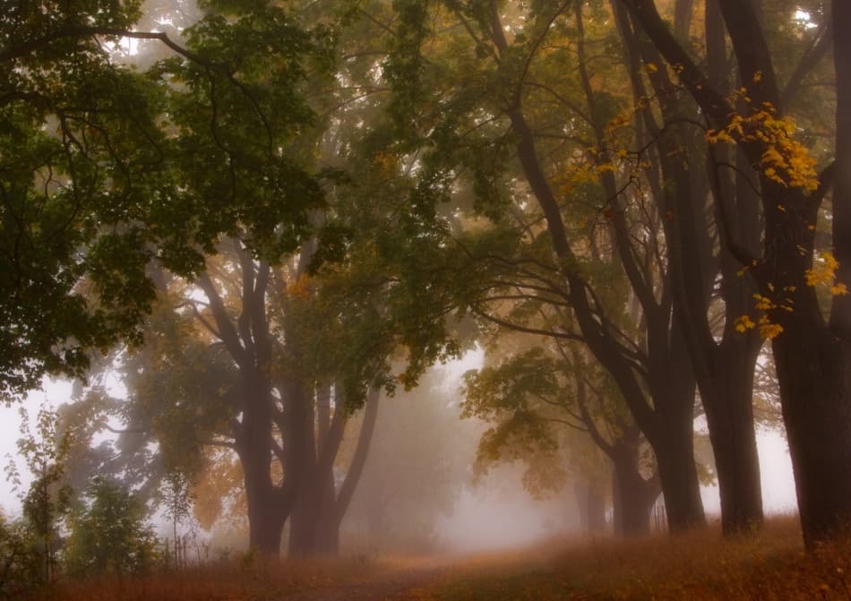 Foggy Autumn Path by Przemyslaw Kruk — canvas wall art