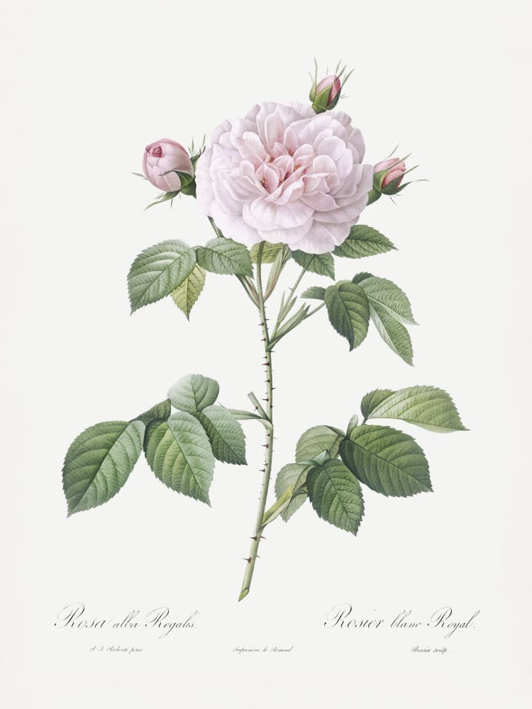 Royal White Rose, Les Roses (1817–1824) by Pierre-Joseph Redoute — canvas wall art