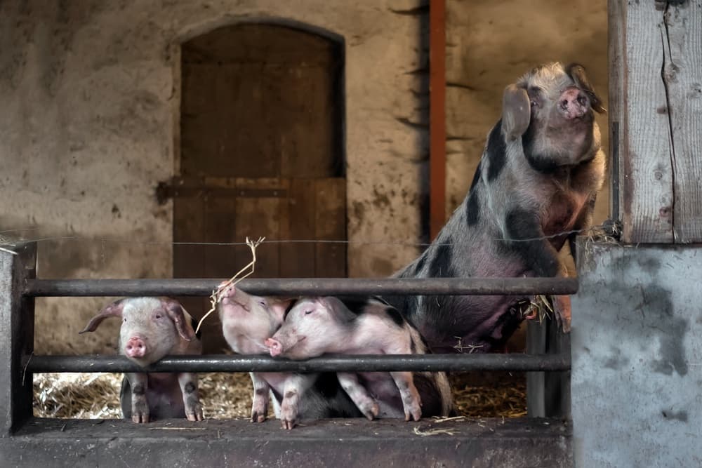 Pigs In The Barn by Gert van den Bosch — canvas wall art