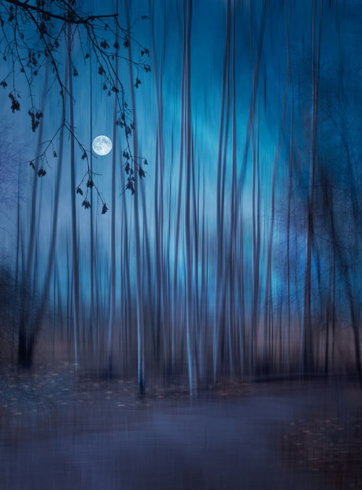 Moonlit Forest Dream by Nikki Georgieva V E G A N I K — canvas wall art