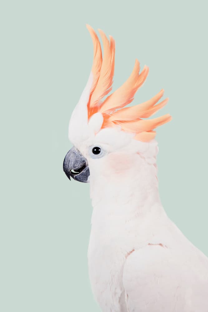 Cockatoo by Kathrin Pienaar — canvas wall art