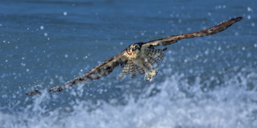 Osprey Ocean Flight by John Fan — canvas wall art