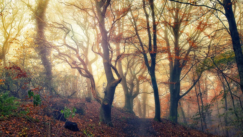 Misty Forest Path by Leif Løndal — canvas wall art