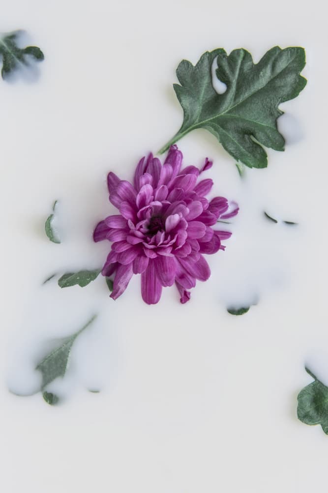 Purple Bloom Bath by Lynann Colligan — canvas wall art