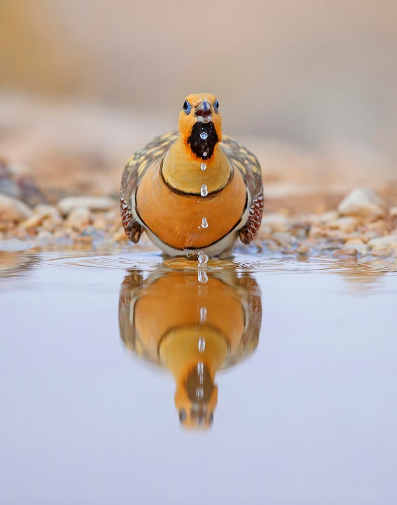 Thirsty Bird Reflection by Shlomo Waldmann — canvas wall art