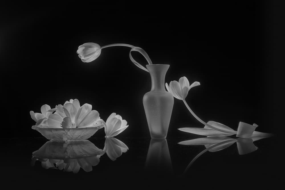 Elegant Black and White Tulips by Lydia Jacobs — canvas wall art