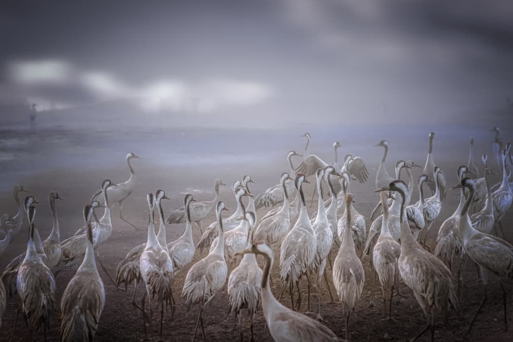 Cranes in the Mist by Gabrielle Halperin — canvas wall art
