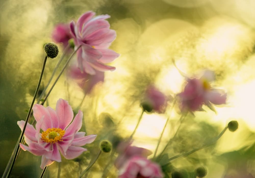 Sunny Pink Blossoms by Steve Moore — canvas wall art