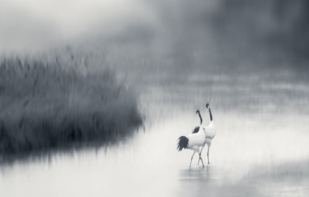 Graceful Cranes in Mist by Yanny Liu — canvas wall art