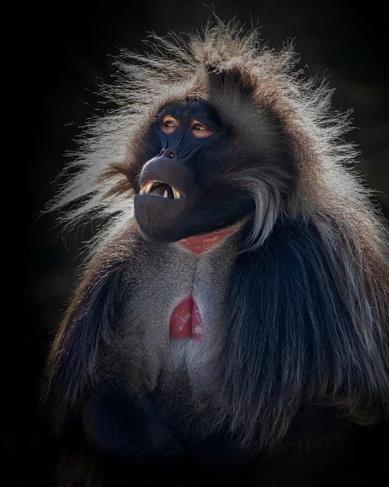 Striking Gelada Portrait by Bill Mugg — canvas wall art