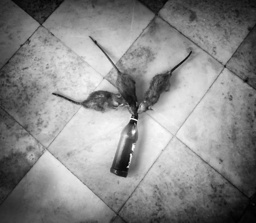 Rats Gather Around Bottle by Juan Luis Duran — canvas wall art