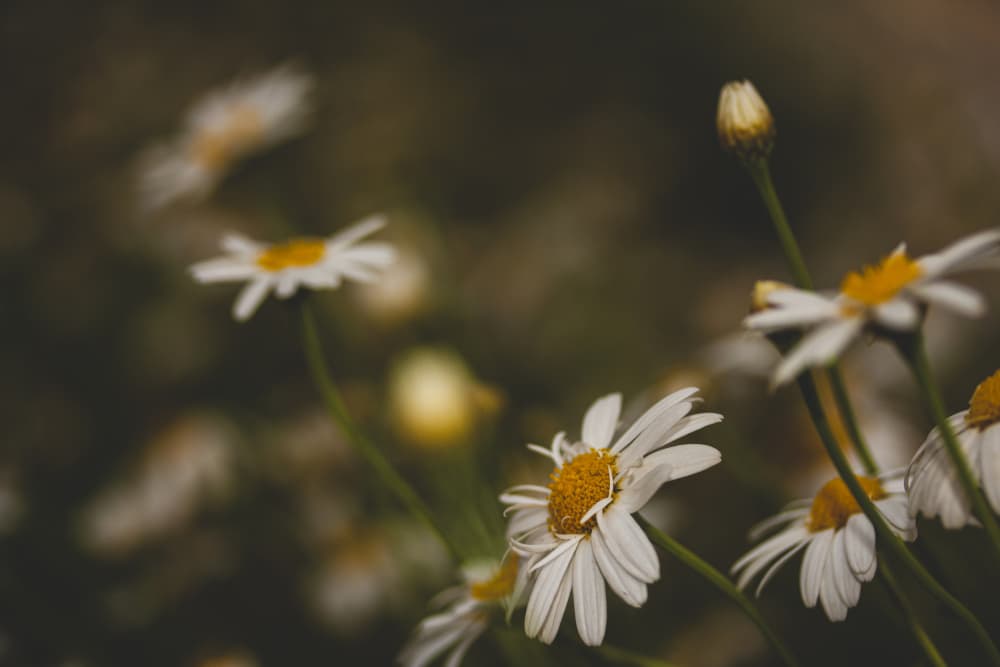 Blooming White Daisies by engin akyurt — canvas wall art