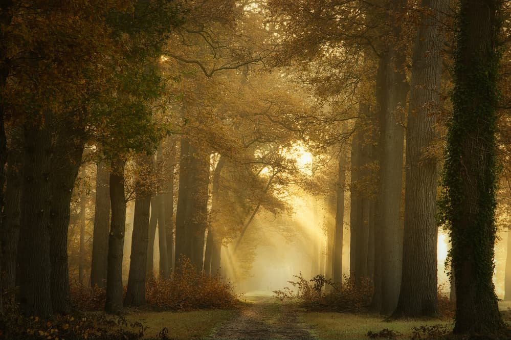 Golden Morning Forest Path by Ellen Borggreve — canvas wall art