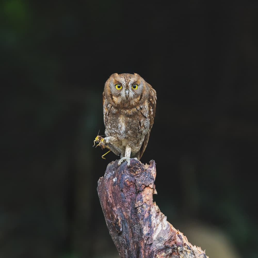 Brown Owl Eating Prey by Taksing (吉星高照) — canvas wall art
