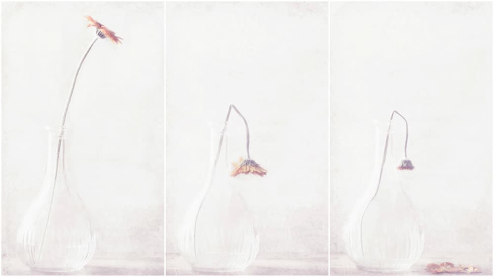Delicate Fading Flower by Delphine Devos — canvas wall art