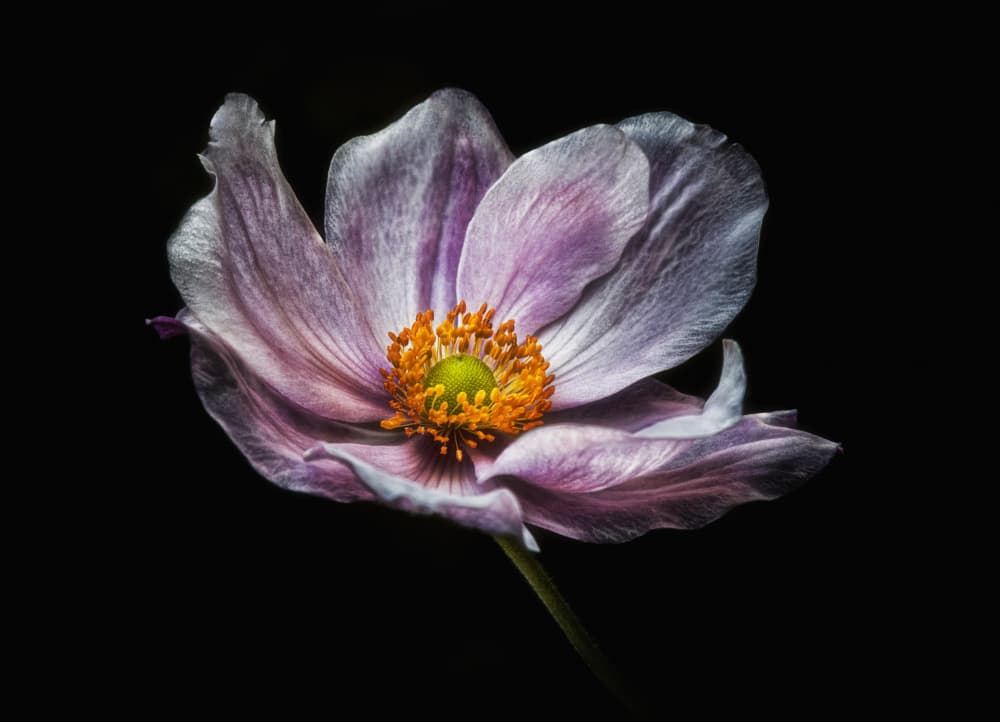 Elegant Purple Anemone by Jonathan Power — canvas wall art
