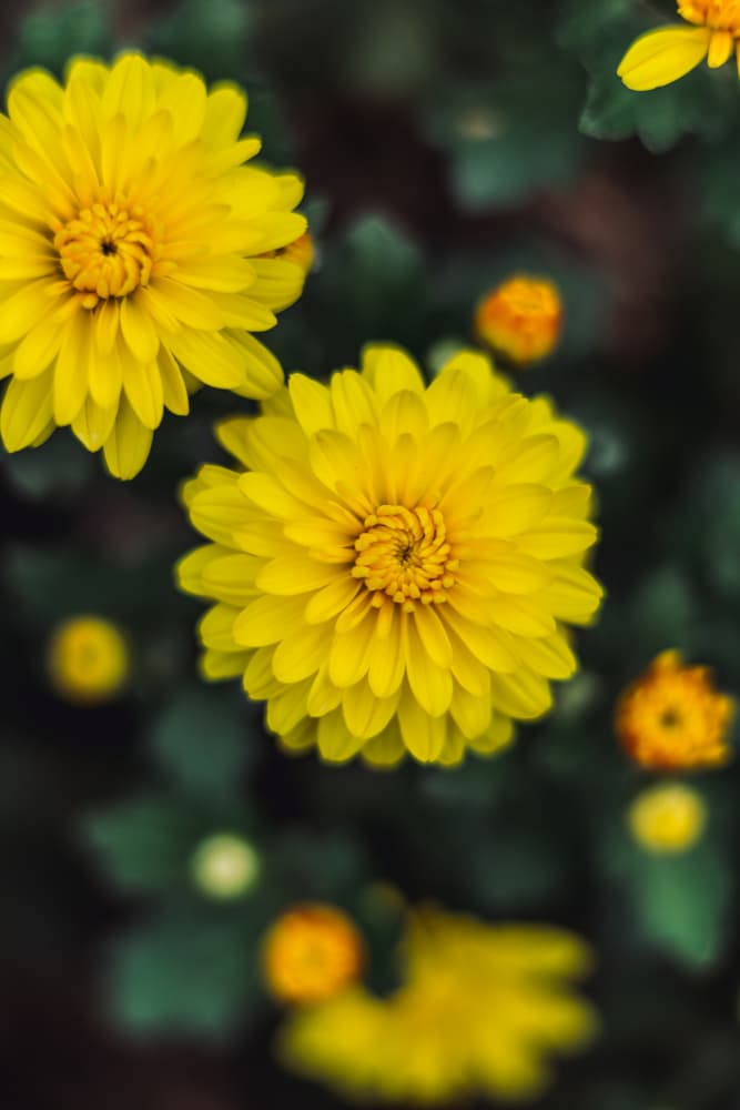 Vibrant Yellow Blooms by Javier Pardina — canvas wall art