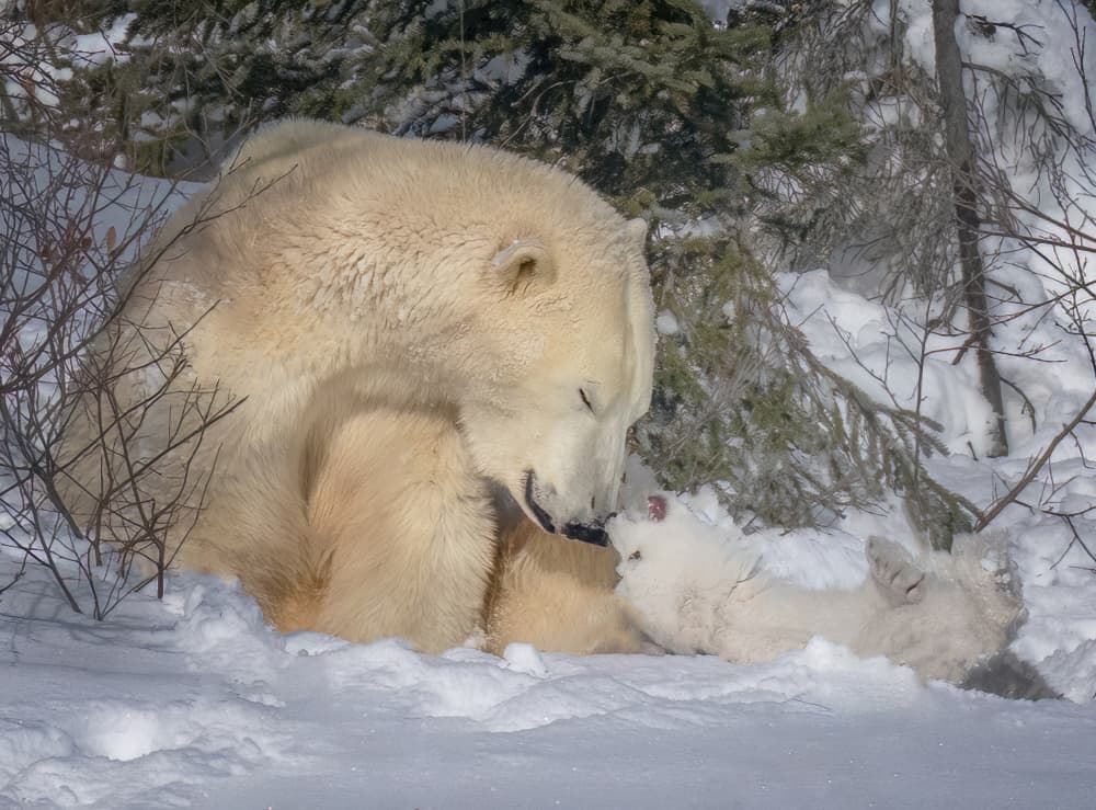Arctic Mother and Cub by Yuan Su — canvas wall art