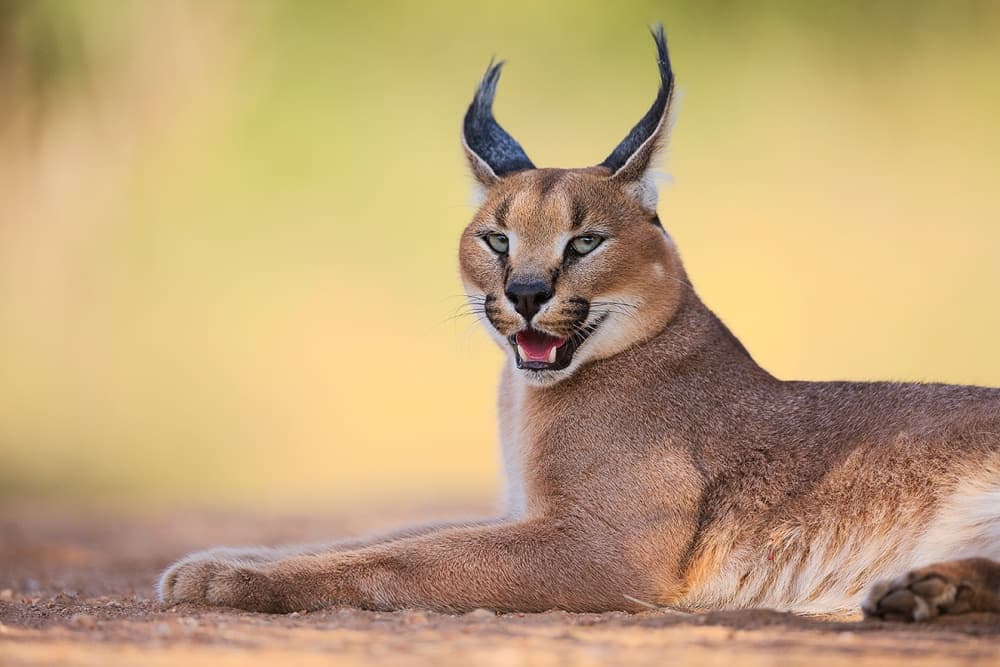 Regal Caracal by Hillebrand Breuker — canvas wall art