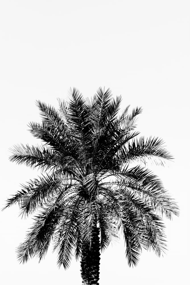 Black Palm Silhouette by Photolovers — canvas wall art