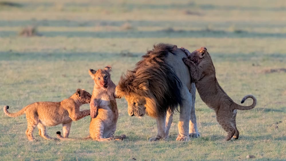Playful Lion Family by Jie Fischer — canvas wall art
