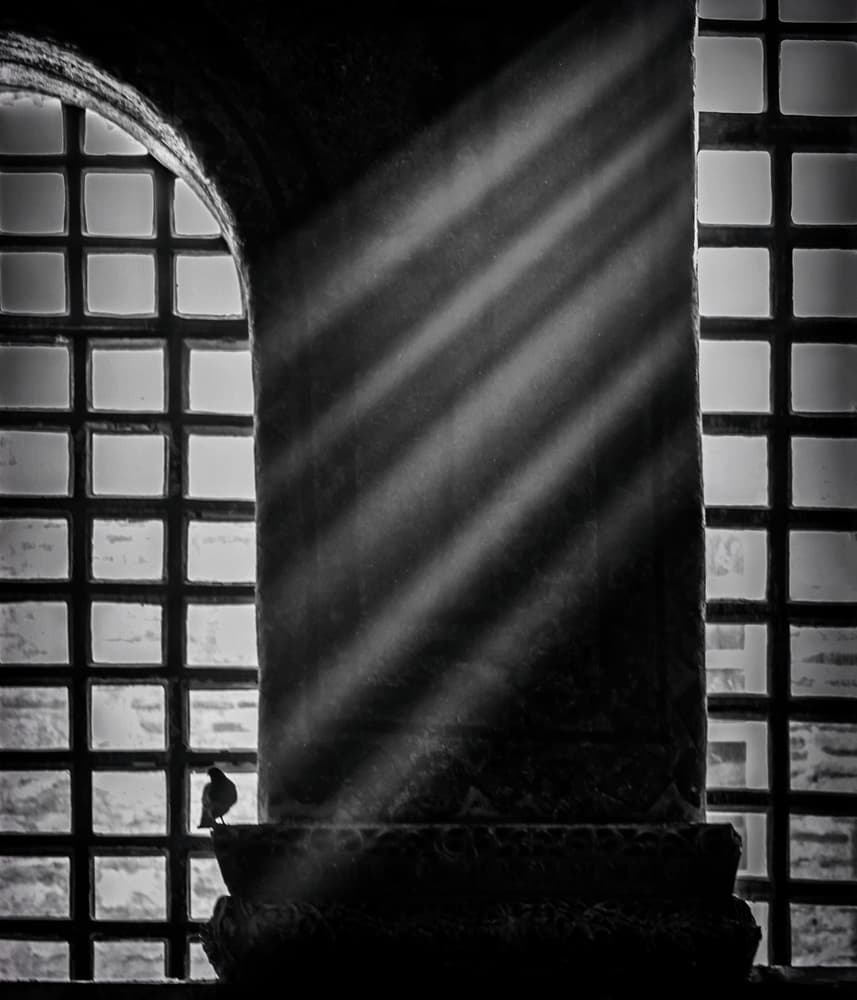 Pigeon and Light Rays by Ömer Ates Kızıltug — canvas wall art