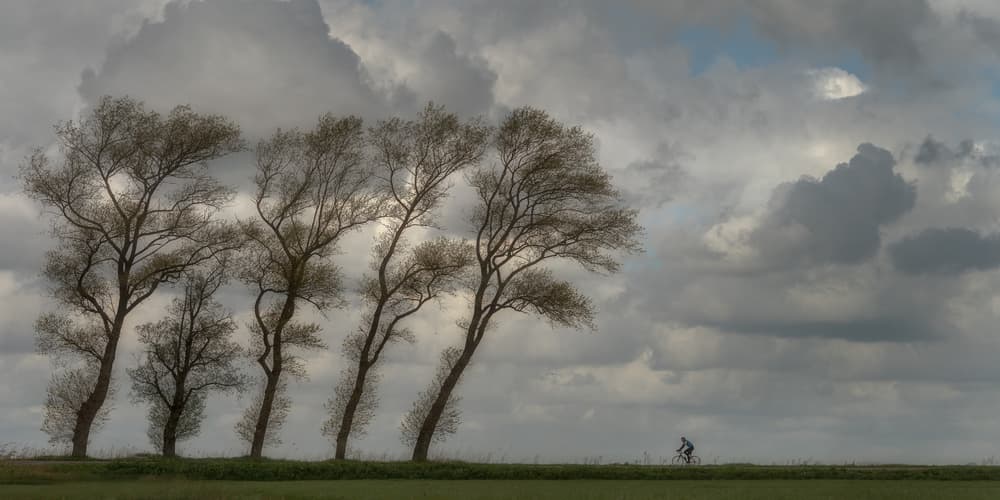 Solitary Cyclist Among Trees by Piet Haaksma — canvas wall art