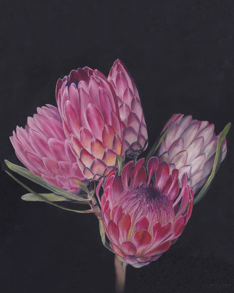 Exotic Pink Proteas by Viccy Wanliss — canvas wall art