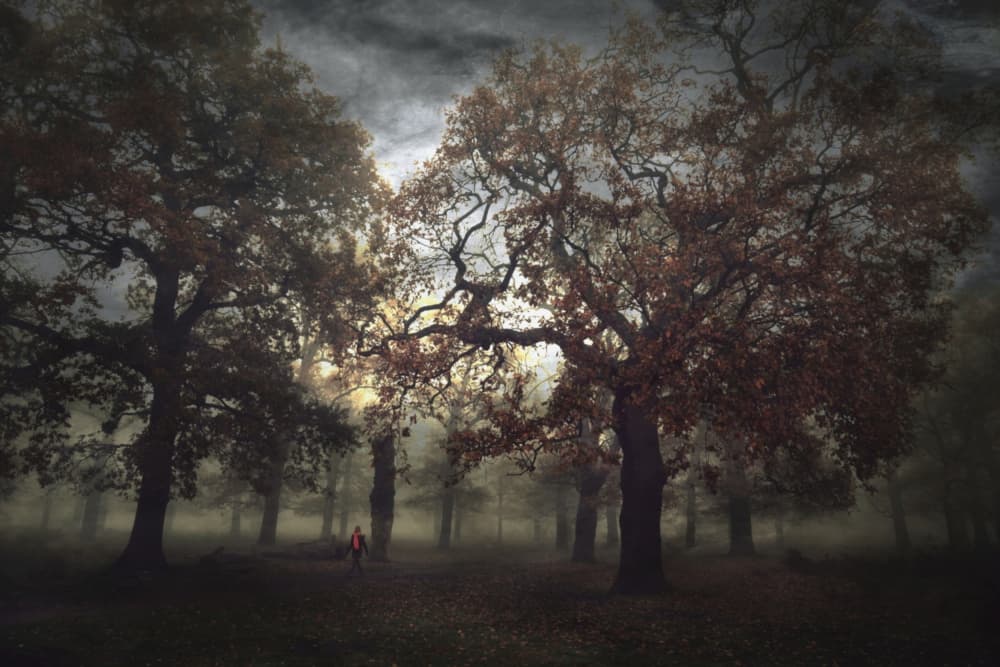 Misty Autumn Forest Path by Robert Fabrowski — canvas wall art