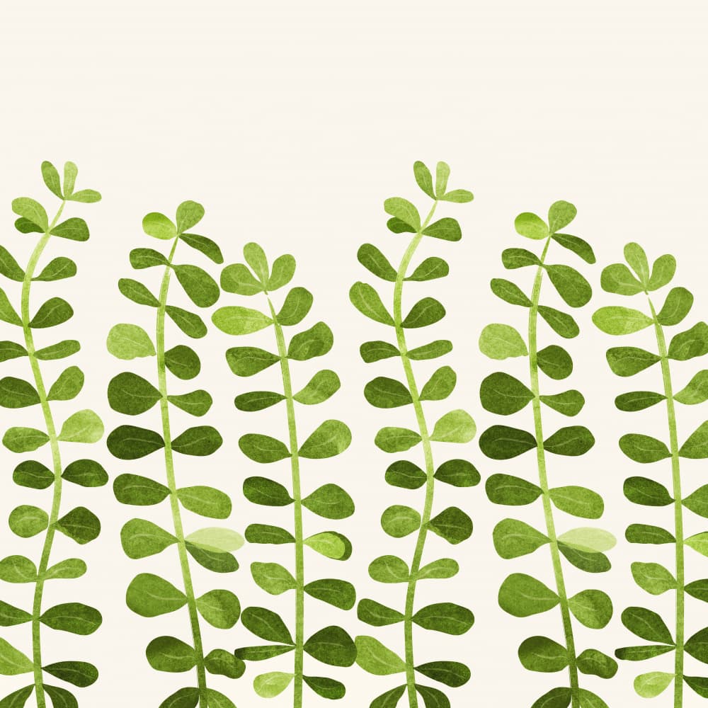 Sweet Sprouts Detail by Kristian Gallagher — canvas wall art