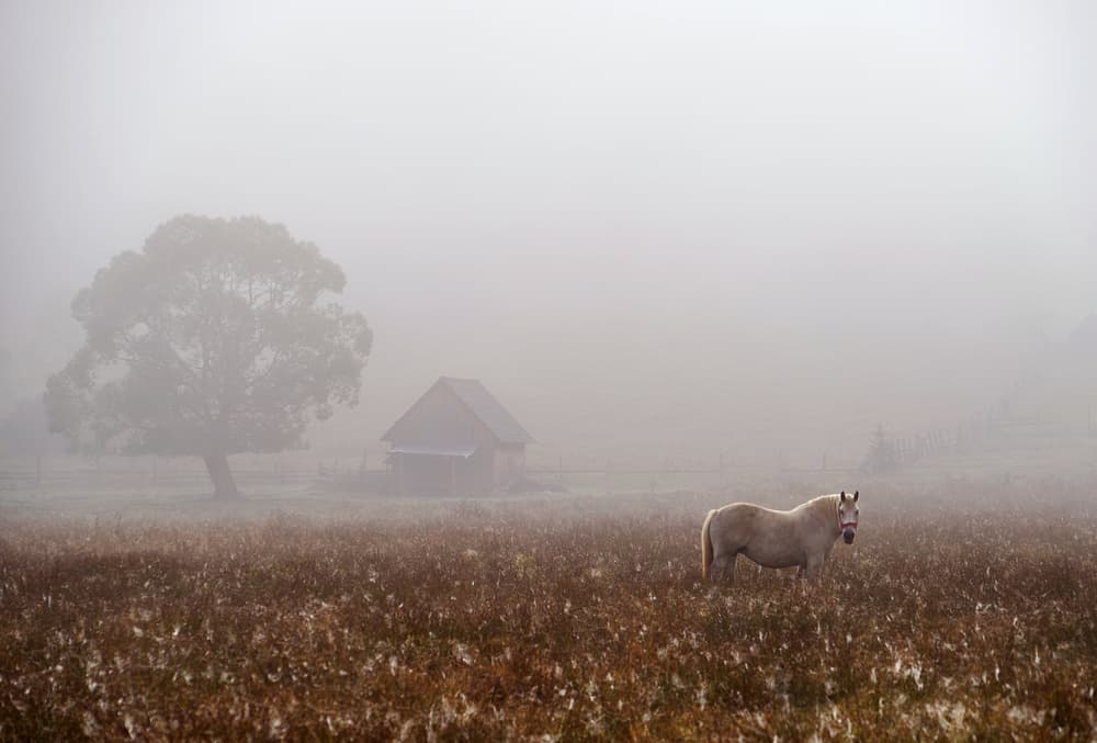 Misty Morning Horse by Sorin Tanase — canvas wall art