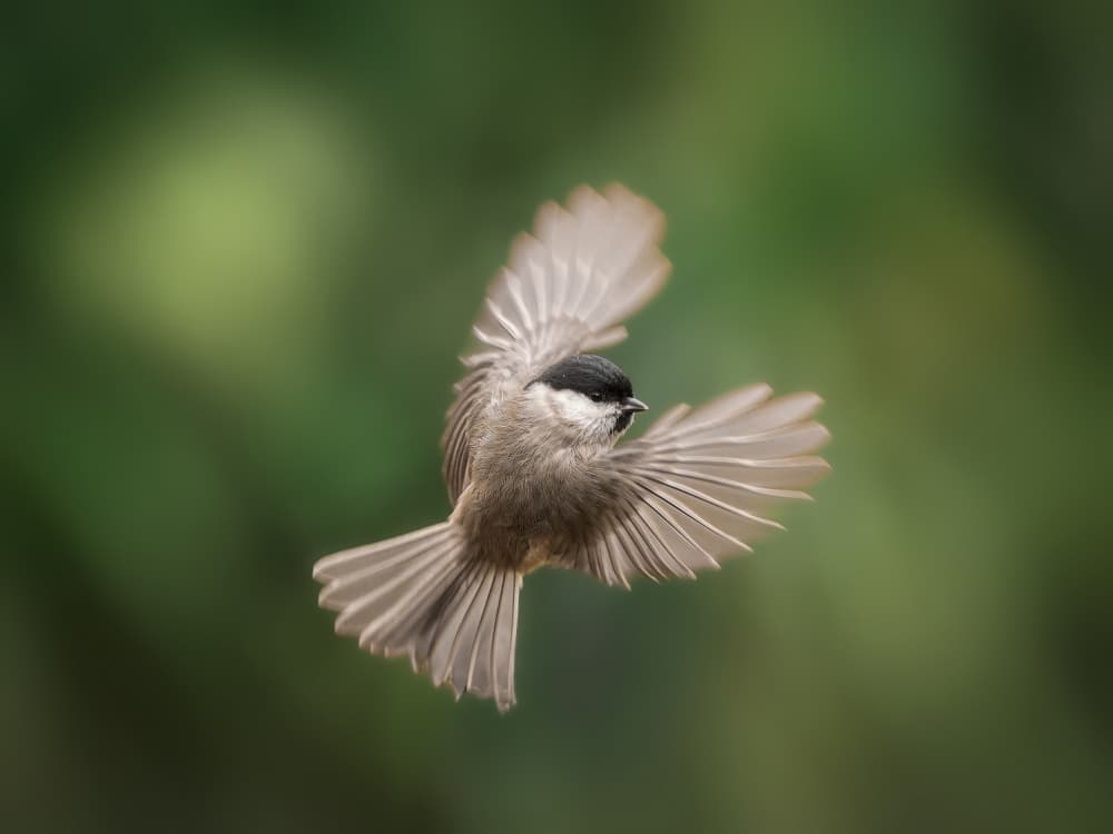 Graceful Bird Flight by Cristiano Giani — canvas wall art
