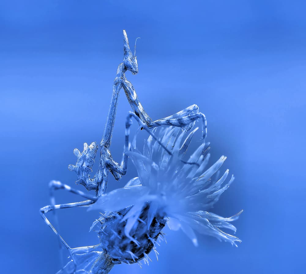 Serene Blue Mantis by Thierry Dufour — canvas wall art