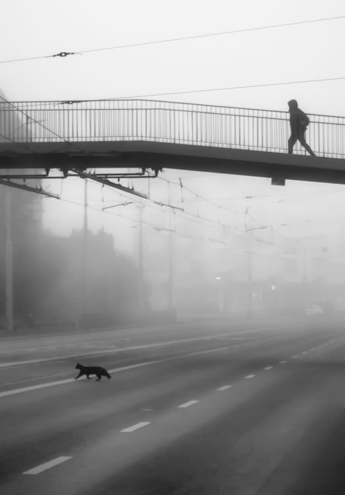 Foggy Morning Crossing by Anna Niemiec — canvas wall art