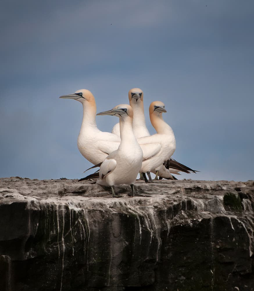 Coastal Gannet Group by Erik Engström — canvas wall art