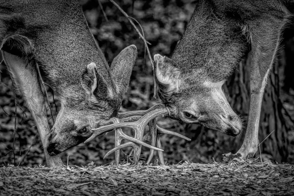Bucks Locking Antlers by Teri Reames — canvas wall art