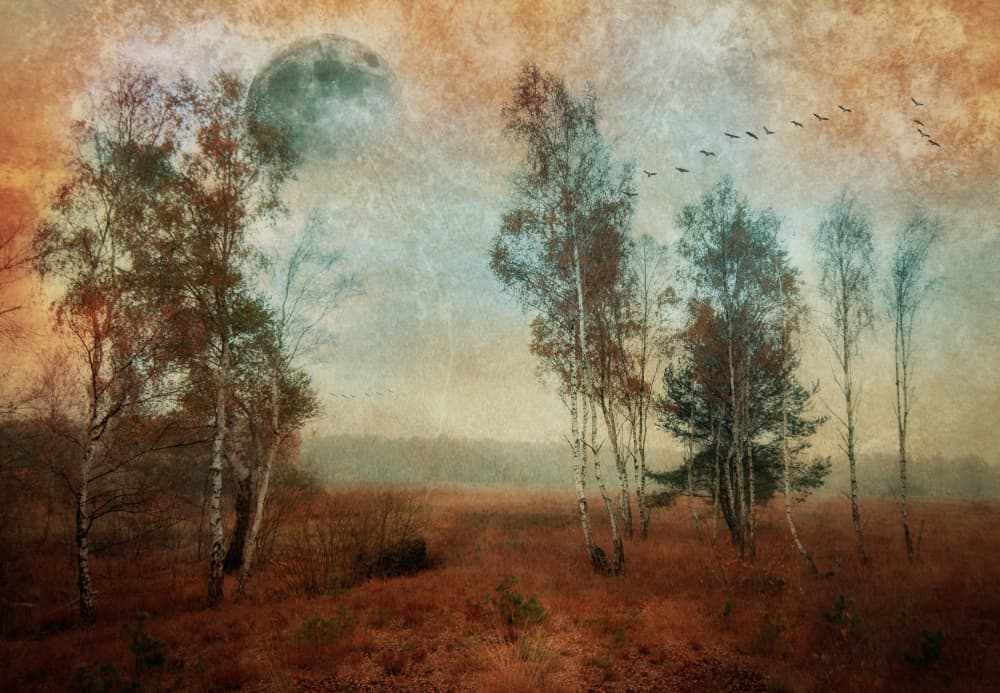 Misty Moon Birches by Hans Günther — canvas wall art