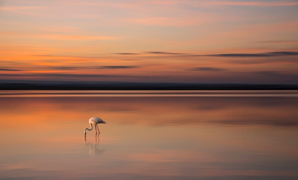 Pink Flamingo Sunset